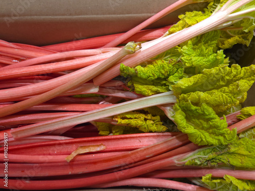 Ripe young rhubarb stalks with some bright green leaves in a farmers market stall