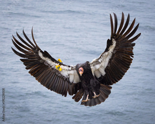 California Condor, Big Sur, CA