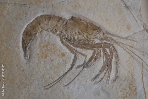 Large fossilized crustacean with extended limbs preserved in fine sedimentary rock.