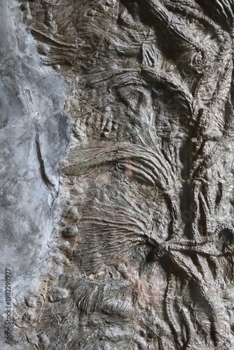  Detailed fossil imprint of an ancient organism preserved in stone with fine structural lines.