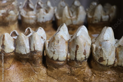 Row of fossilized animal teeth aligned in sediment, highlighting prehistoric feeding structures.