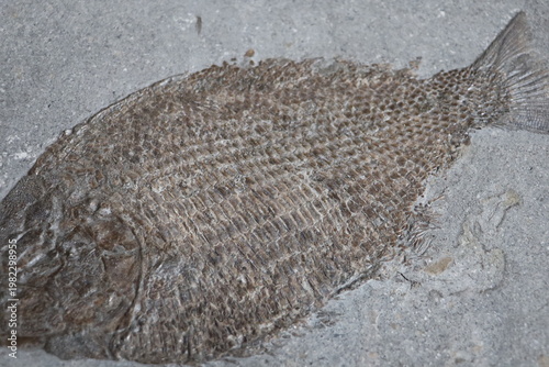 Dense cluster of small fossil fragments forming a textured prehistoric surface.