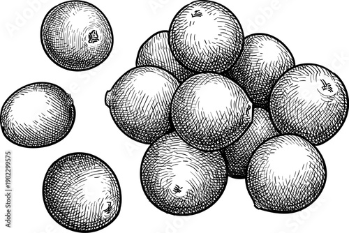 Handful of cranberries. Isolated ink sketch. Hand-drawn vintage engraving illustration.