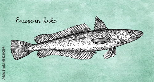 European Hake. Ink sketch of Sea fish illustration. Ink sketch on old paper background. Hand-drawn vintage engraving illustration.