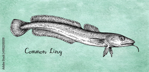 Common ling. Ink sketch of Molva molva on old paper background. Hand-drawn vintage engraving illustration.