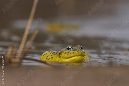 African bullfrog (Pyxicephalus adspersus) in a shallow pool of water created by the onset of the rainy season in South Luangwa National Park, Zambia