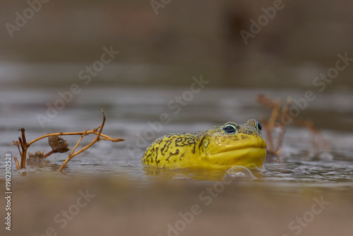 African bullfrog (Pyxicephalus adspersus) in a shallow pool of water created by the onset of the rainy season in South Luangwa National Park, Zambia
