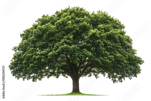 A simple cartoon oak tree with a wide, rounded canopy and sturdy trunk, on a white background 