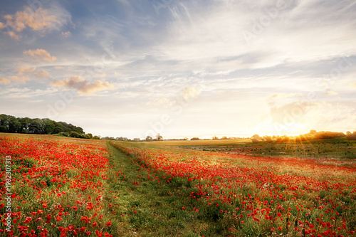 Beautlful poppy field at sunrise with a path through the middle