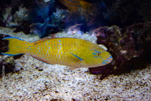 Poisson tropical jaune aux motifs bleus dans un aquarium récifal