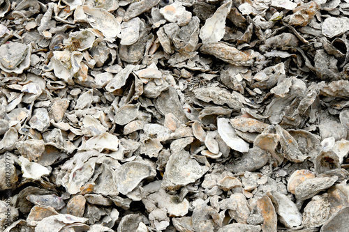 фотографія Background is a Huge Pile of Oyster Shells