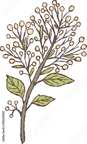 Romantic spring branch with delicate leaves and soft floral accents, drawn in a hand-crafted doodle style. Elegant decorative element with a light, natural feel. Perfect for invitations, wedding 