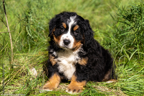 Foto A charming Bernese Mountain Dog puppy sits in the grass with a tilted head