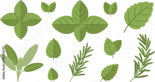 Herbal leaves vector set with mint sage rosemary and green foliage botanical elements natural illustration isolated on white background