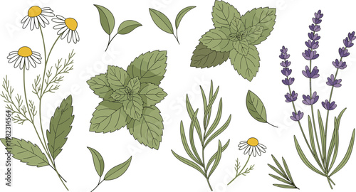 Herbal plant vector set with chamomile mint lavender rosemary and botanical leaves natural illustration isolated on white background