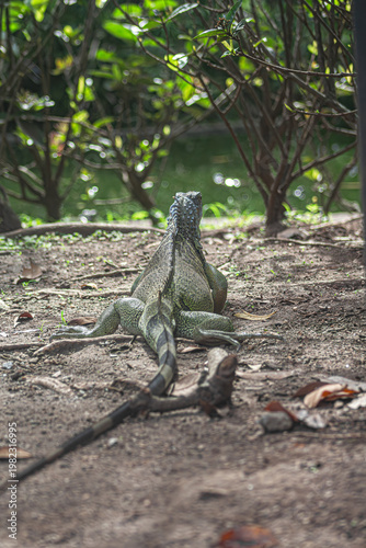 La iguana está descansando en la sombra de los árboles