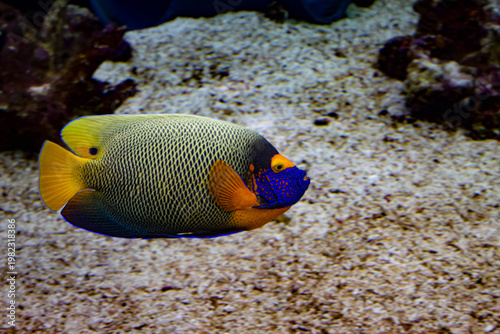 Poisson ange coloré en aquarium récifal, beauté tropical et coraux marins