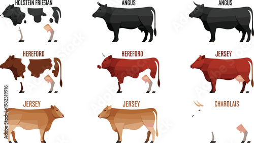 Cow Breed Illustration Icons Set Featuring Holstein, Angus, Hereford, and Jersey Breeds for Websites, Apps, and Digital Media