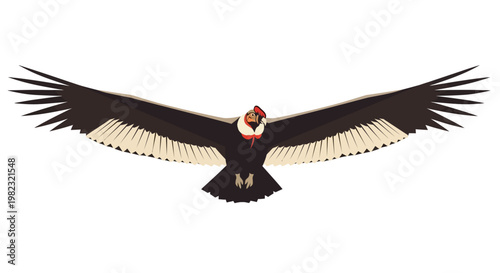 Majestic Andean Condor soaring with wings spread wide.