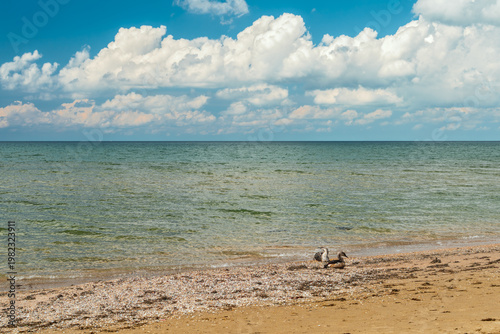 Foto pair of seabirds resting on the seashore after a night storm, copy space for a t