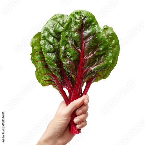 Fresh red swiss chard leaves held in hand over transparent background for healthy cooking concepts.