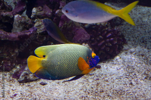 Poisson ange coloré en aquarium récifal beauté tropicale et coraux marins