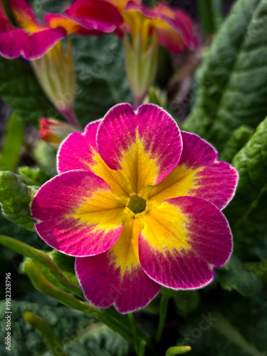 pink and yellow flower