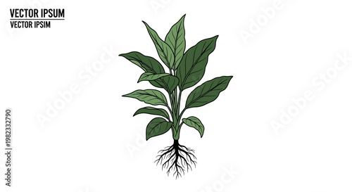 Illustrated plant with leaves and roots against white background vector