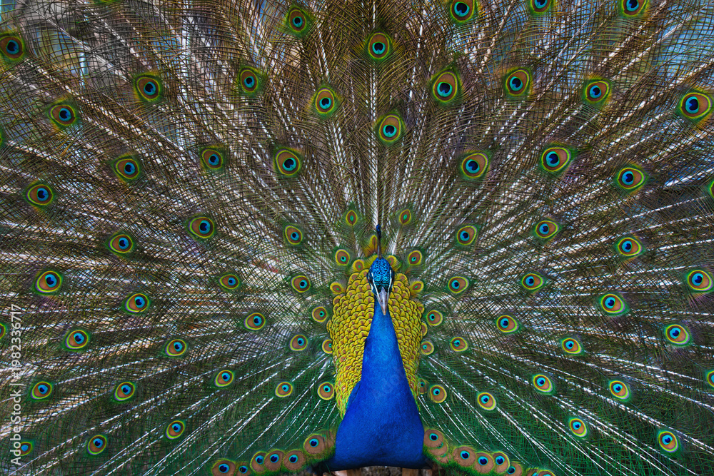 Obraz premium Portrait of beautiful peacock with feathers out.
