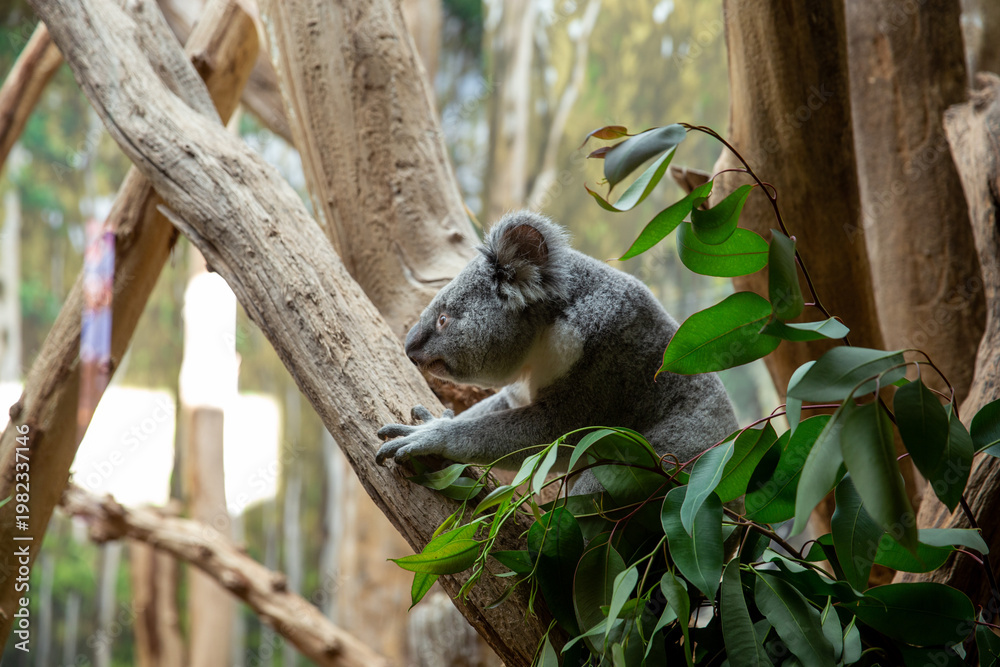 Obraz premium Koala sitzt entspannt auf einem Eukalyptusbaum in natürlicher Umgebung mit grünen Blättern