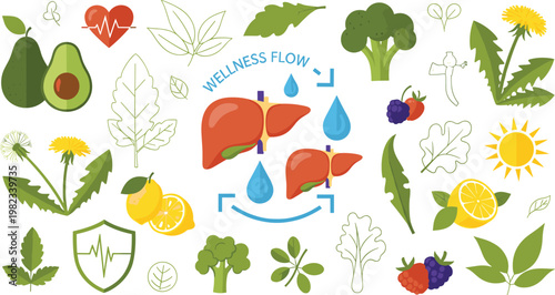 Liver wellness and healthy lifestyle vector illustration featuring fruits vegetables detox elements and organ care concept in colorful flat design collection
