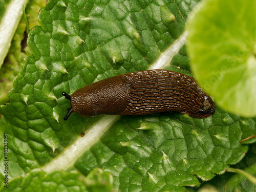 Принти на полотні Limace rouge Arion rufus ou Arion vulgaris sur feuille verte en macro gastéropod