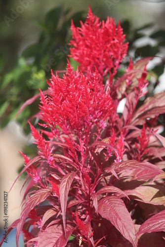 Red celosia flower with vibrant plume blooms and soft natural background