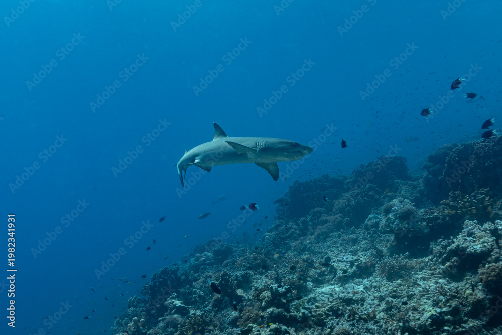 Obraz premium Two grey reef sharks (Carcharhinus amblyrhynchos) swim over a coral reef with small fish.