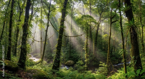 Sunlight streams through lush forest canopy creating a vibrant natural scene