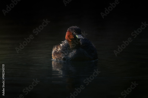 Quadro su tela A secretive little grebe in early morning light