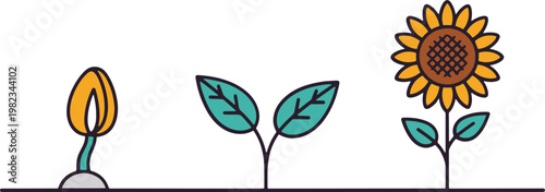 Sunflower life cycle illustration seed sprout bud and full bloom stages depicted
