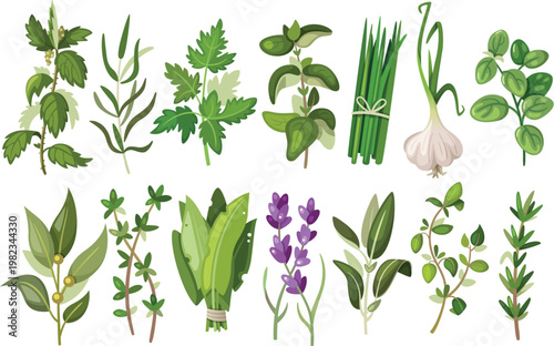 Assortment of Fresh Herbs and Spices Collection Keywords: herbs, spices, culinary, cooking