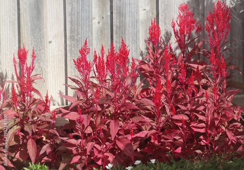 Red celosia flowers in garden bed with wooden fence and vibrant outdoor setting