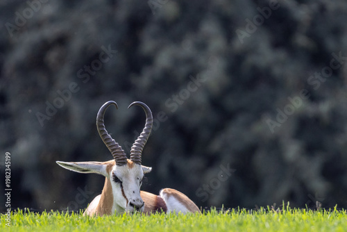 Springbok