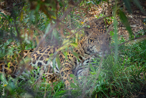 Jaguar hidden in vegetation with natural camouflage in jungle environment