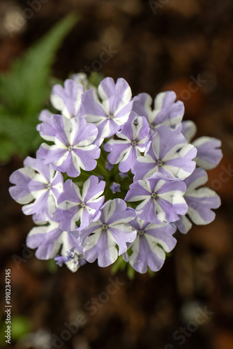 lilac flowers in the garden