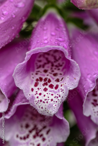 pink foxglove macro 