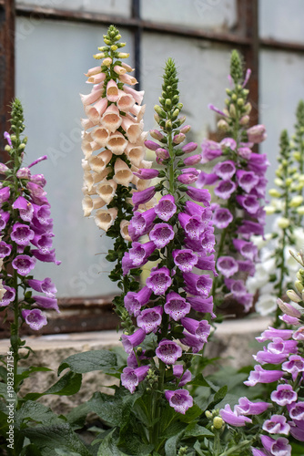 Foxglove flowers in garden