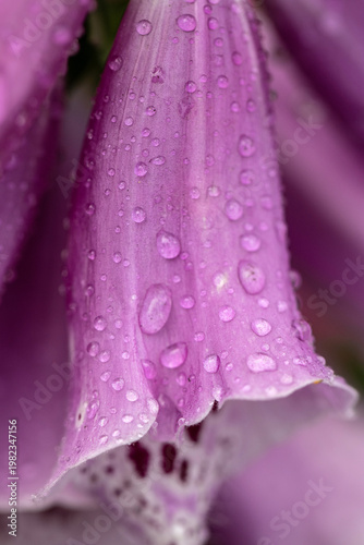macro raindrops on foxglove flower