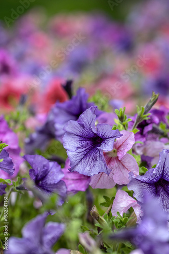 violet flowers in the garden