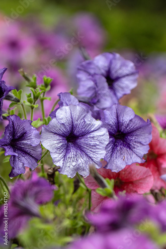 purple petunias in a garden