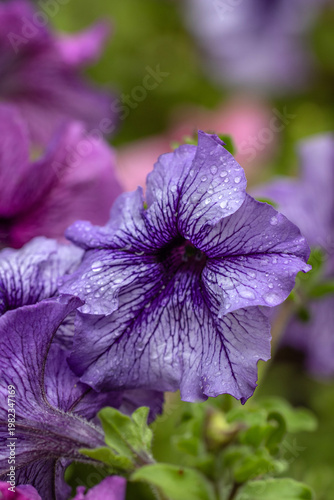 close up of violet flower