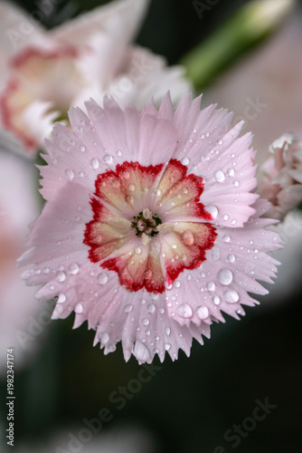 pink gerber daisy with water drops