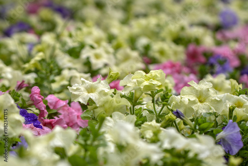 flowers in the garden